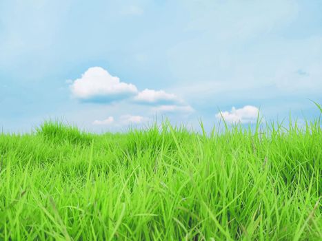green grass  in Summer with Blue sky white fluffy clouds
