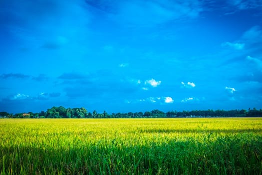 Green rice field. Environment Nature Plant Spring Summer.  Rural scene