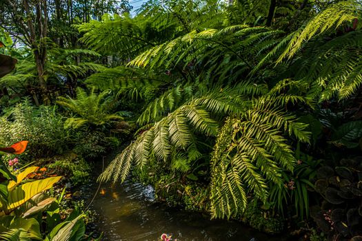 Green nature of Fern and trees in tropical garden nature background.
