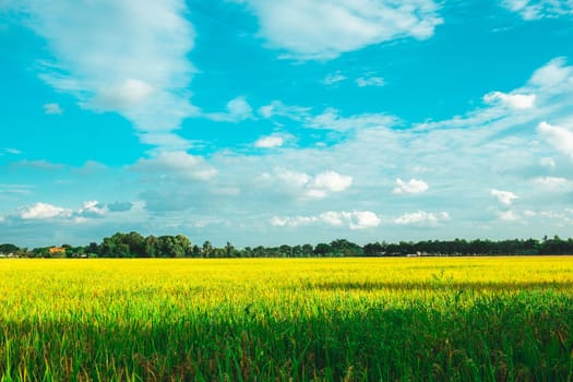 Green rice field. Environment Nature Plant Spring Summer.  Rural scene
