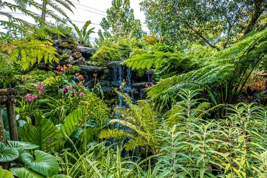 waterfall with Green nature of Fern and trees in tropical garden nature background environment.