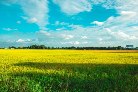 Green rice field. Environment Nature Plant Spring Summer.  Rural scene