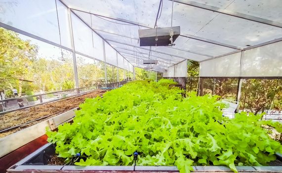 Hydroponic greenhouse Lettuce agriculture farm. rows of young  plants growing