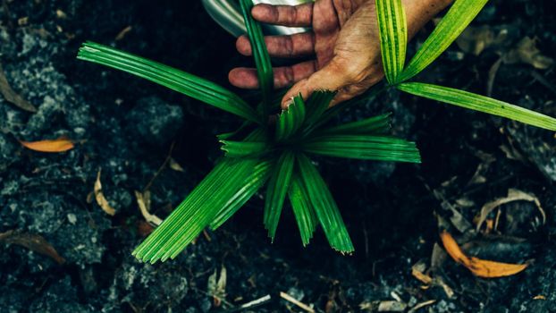 Plant in Hands. Ecology concept. Nature Background planting tree for save the world earth.