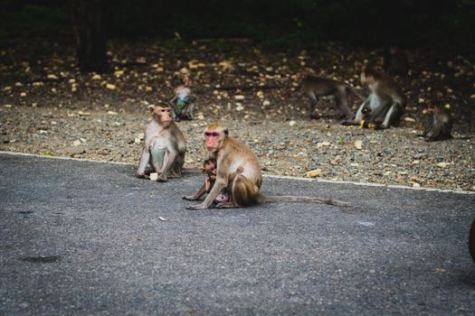 Mom Monkey carry her baby on her back cross the street