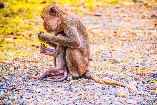 Monkey family and mother and baby animal wildlife in nature