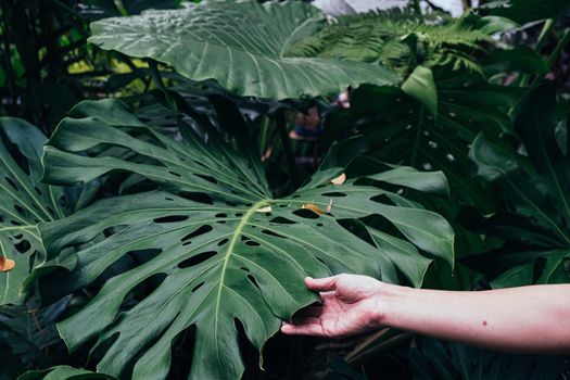 hand hold giant Monstera leaf tropical forest garden nature background.
