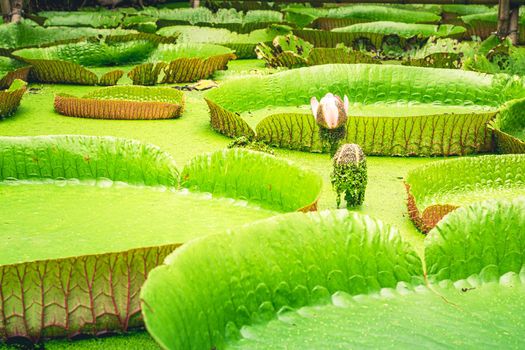Close up nature details of Giant Amazon water lily Victoria amazonica