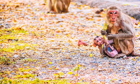 Monkey family and mother and baby animal wildlife in nature