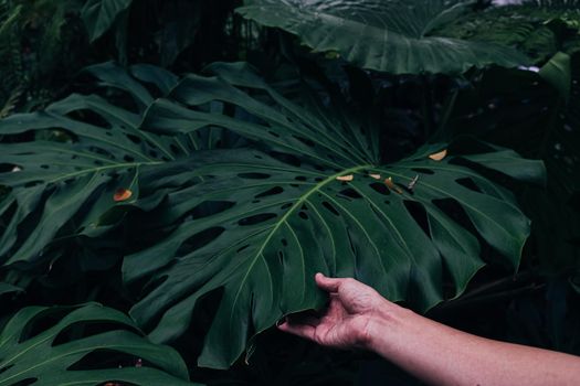 hand hold giant Monstera leaf tropical forest garden nature background.