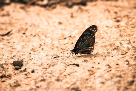 Butterflies insect flying around the salt in nature environment forest. Animal wildlife nature background.
