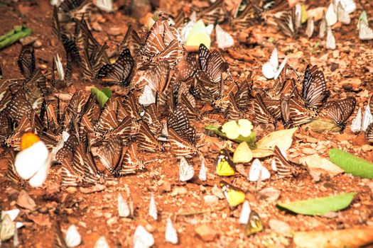 Butterflies insect flying around the salt in nature environment forest. Animal wildlife nature background.