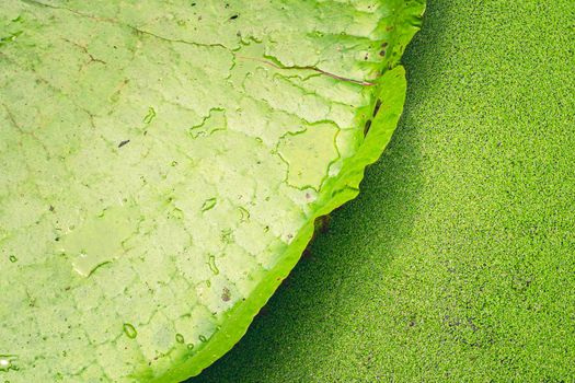 Close up nature details of Giant Amazon water lily Victoria amazonica