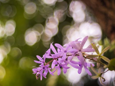 Closeup of flowers on a Blossom Purple Sage, Texas Ranger, Silverleaf or Ash plant  Leucophyllum frutescens, an evergreen shrub native to the state of Texas in the southwestern United States and northern Mexico