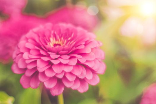 pink calendula pink flower plant over blur bokeh nature background blossom in summer season.