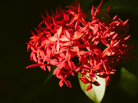Ixora red beautiful flower. abstract love or valentine holiday event background