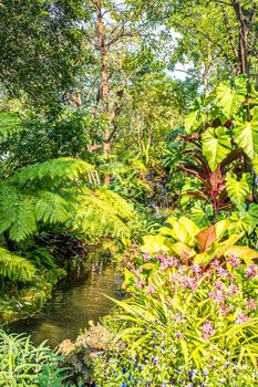 Green nature of Fern and trees in tropical garden nature background.