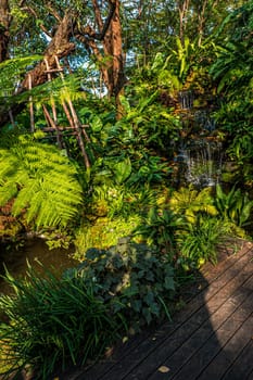 waterfall with Green nature of Fern and trees in tropical garden nature background environment.