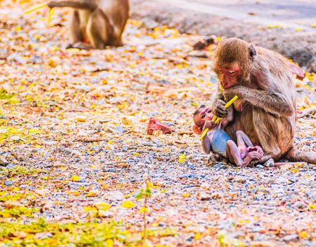 Monkey eating vegetable food on ground with baby in nature wildlife