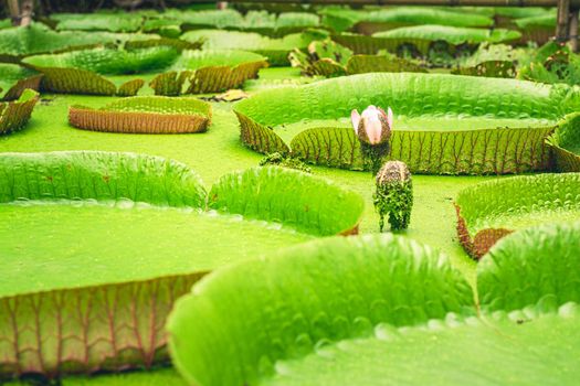 Close up nature details of Giant Amazon water lily Victoria amazonica