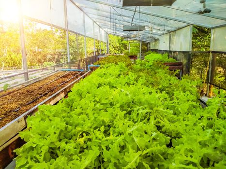 Hydroponic greenhouse Lettuce agriculture farm. rows of young  plants growing