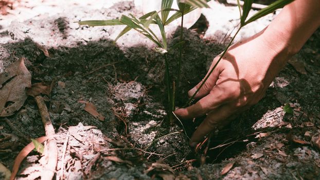 Plant in Hands. Ecology concept. Nature Background planting tree for save the world earth.