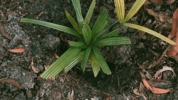 Plant in Hands. Ecology concept. Nature Background planting tree for save the world earth.