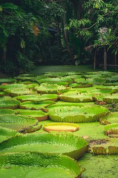 Giant Amazon water lily Victoria amazonica in nature pond landscape background.