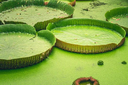 Close up nature details of Giant Amazon water lily Victoria amazonica