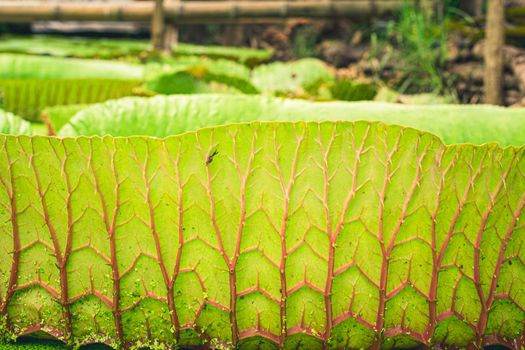 Close up nature details of Giant Amazon water lily Victoria amazonica