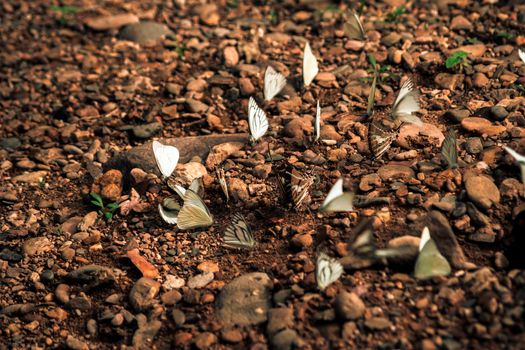 Butterflies insect flying around the salt in nature environment forest. Animal wildlife nature background.