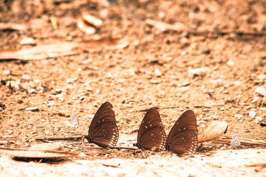 Butterflies insect flying around the salt in nature environment forest. Animal wildlife nature background.