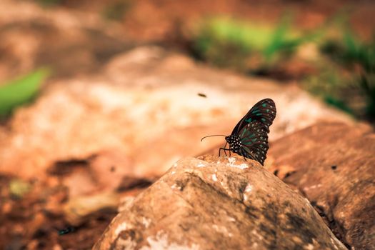 Butterflies insect flying around the salt in nature environment forest. Animal wildlife nature background.