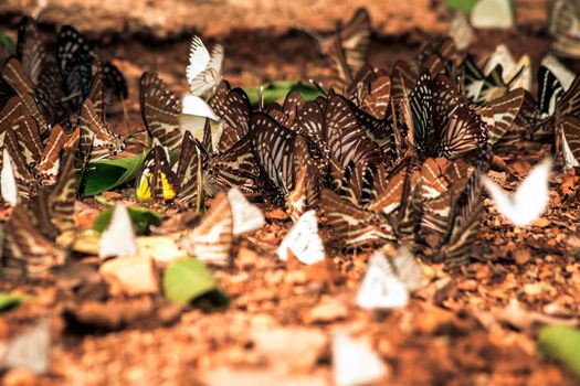 Butterflies insect flying around the salt in nature environment forest. Animal wildlife nature background.