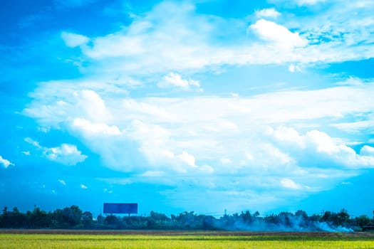 Green rice field. Environment Nature Plant Spring Summer.  Rural scene