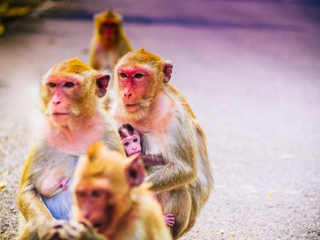 Monkey family and mother and baby animal wildlife in nature