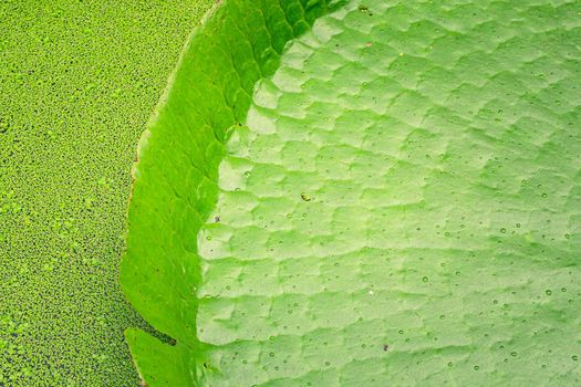 Close up nature details of Giant Amazon water lily Victoria amazonica