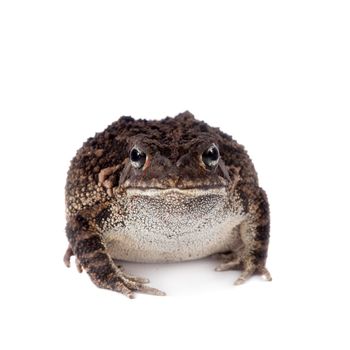 Eastern olive toad, Amietophrynus garmani, isolated on white background