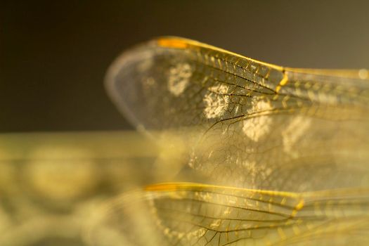 Beautiful Macro photography of Dragonfly wings on black background