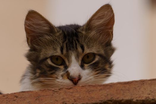close-up of the face of a common stray cat resting on a brick wall