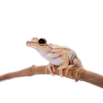 Troschel's tree frog or the convict tree frog, Hypsiboas calcaratus, isolated on white background