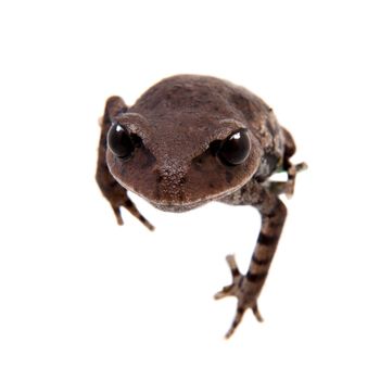 Kakhien Hills spadefoot toad, brachytarsophrys feae, isolated on white background