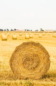 Haystack in the field after harvest. Round bales of hay across a farmer's field. Harvesting straw for animal feed. High quality photo