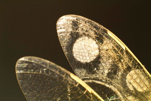 Beautiful Macro photography of Dragonfly wings on black background