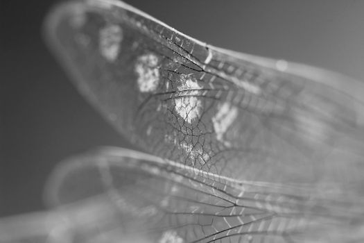 Beautiful Macro photography of Dragonfly wings on black background