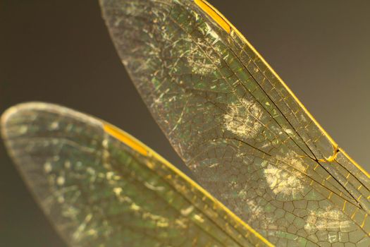 Beautiful Macro photography of Dragonfly wings on black background