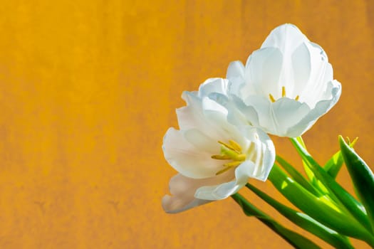 spring greeting card with flowers: white tulips on a orange or yellow background. The concept of spring, tenderness, femininity. banner with copy space