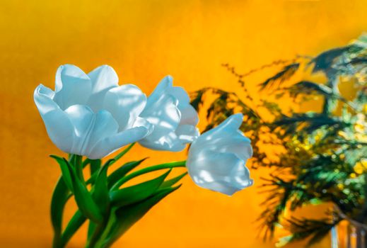 spring greeting card with flowers: white tulips and mimosa on a orange or yellow background. The concept of sunny spring, tenderness, femininity.