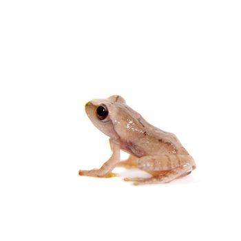 Orlov's flying frogling, Rhacophorus orlovi, isolated on white background