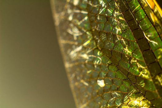 Beautiful Macro photography of Dragonfly wings on black background